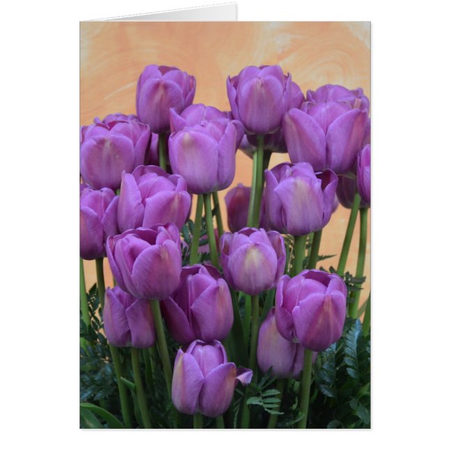 Belles tulipes à ressort violet (Devant)
