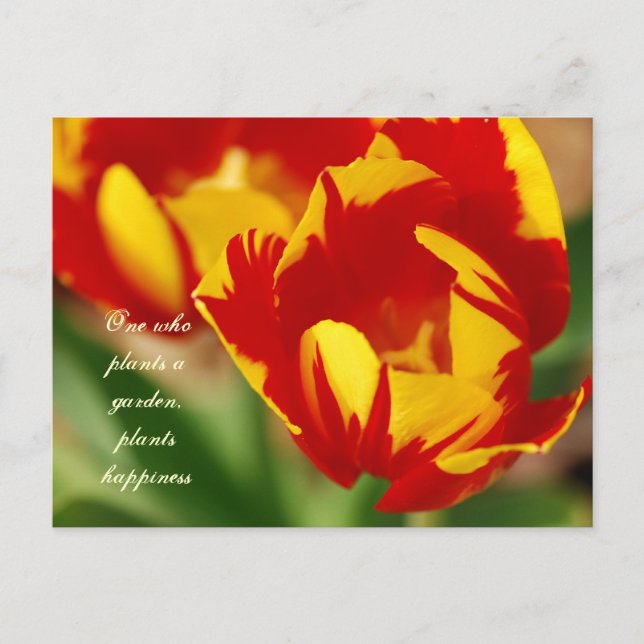 Belles tulipes avec carte postale Proverbe (Devant)