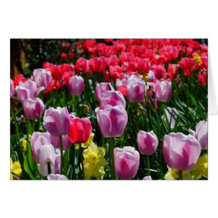 Belles Tulipes et Daffodiles !