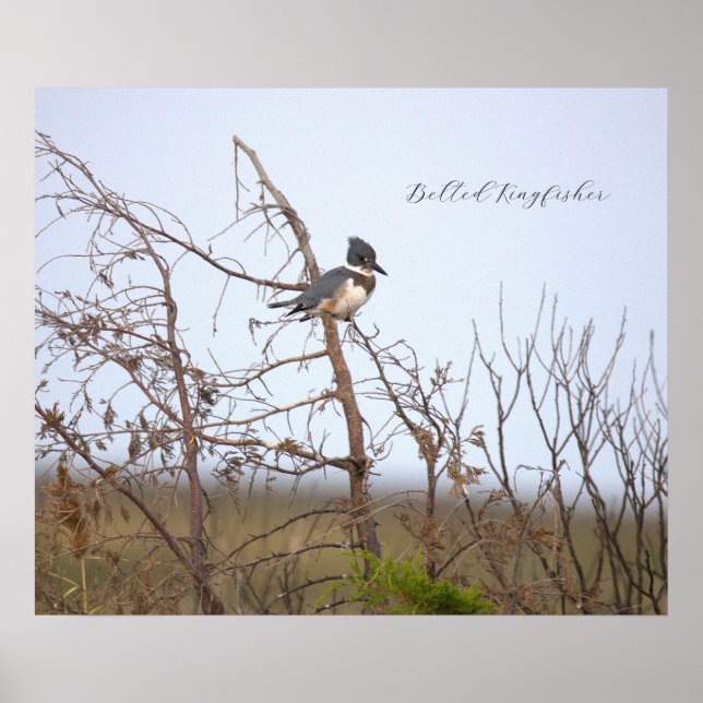 Belted Kingfisher Photo Poster (Devant)