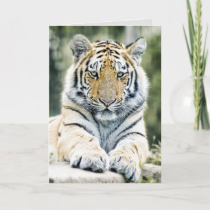BENGAL TIGER ART ANNIVERSAIRE CARTES DE SALUT