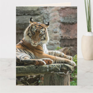 BENGAL TIGER BEAUTIFUL ANNIVERSAIRE Carte de voeux