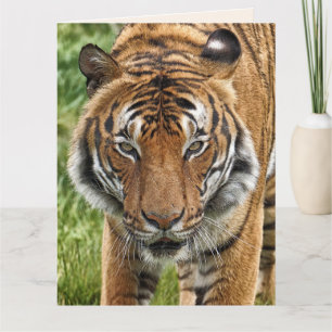 BENGAL TIGER BEAUTIFUL ANNIVERSAIRE Carte de voeux