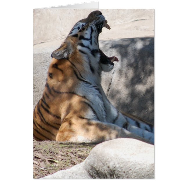 Bengale Tiger Love (Devant)