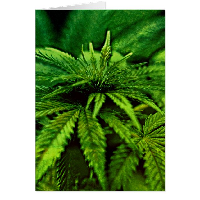 Bénie Soit La Weed Verte (Devant)
