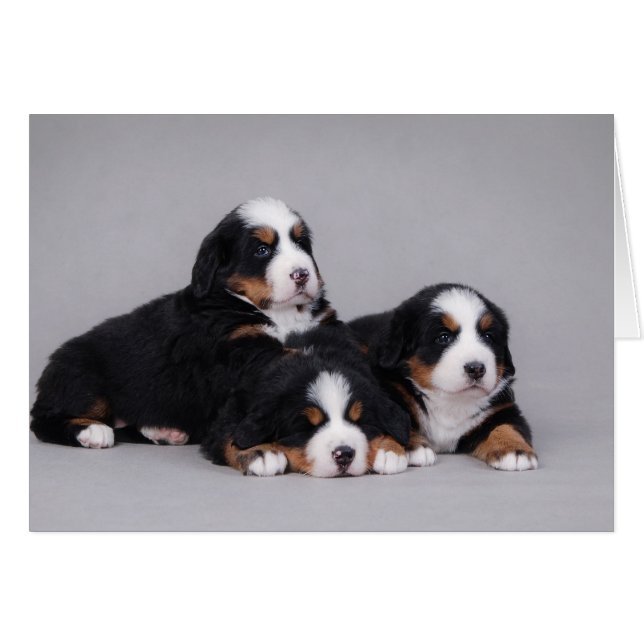 Berese puppies (Devant horizontal)
