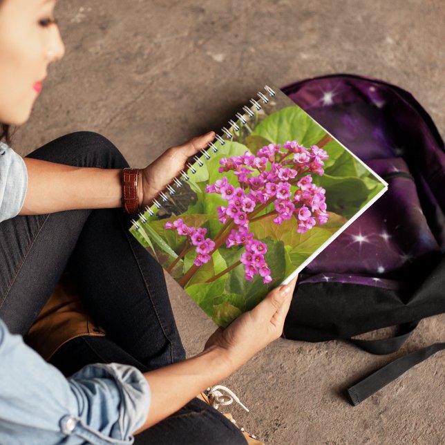 Bergenia rose Fleurs Carnet Floral (In Situ)