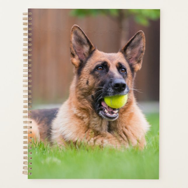 Berger Allemand Avec Bal De Tennis (Devant)