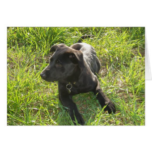 Berger allemand noir de laque