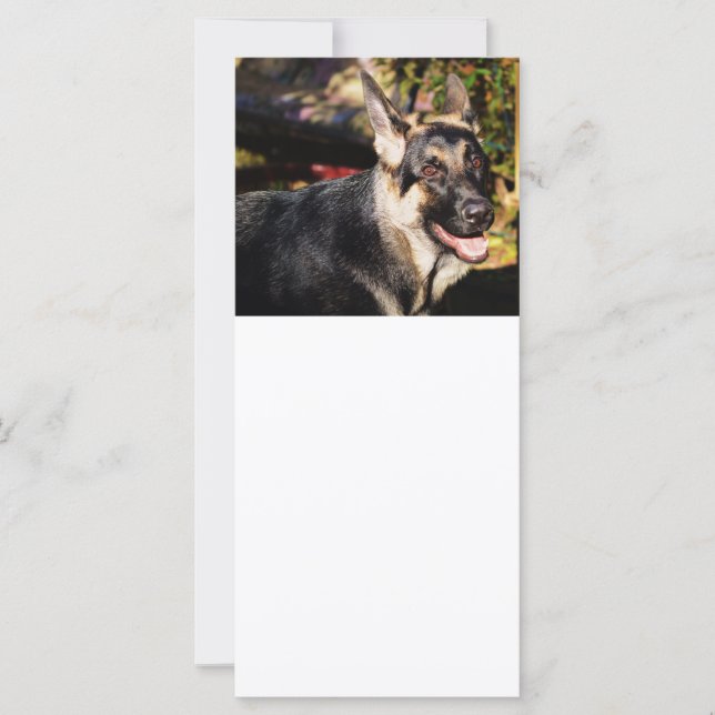 berger allemand par Shirley Taylor (Devant)