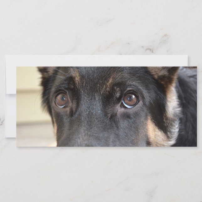 berger allemand par Shirley Taylor (Devant)