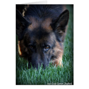 Berger allemand Randy vom Leithawald