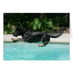 berger allemand sauter dans l'eau