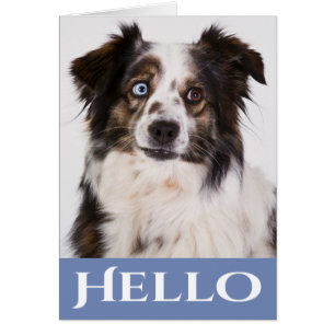 Berger Australien Aussie Chien Bonjour Amour