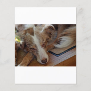 berger australien rouge merle dormir
