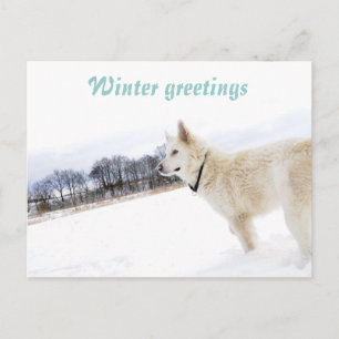 Berger blanc dans la neige Carte postale