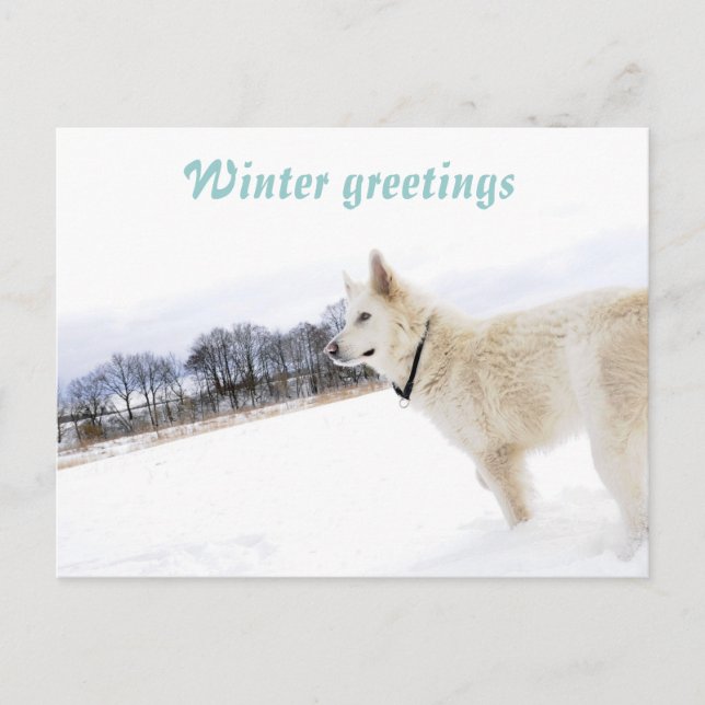 Berger blanc dans la neige Carte postale (Devant)
