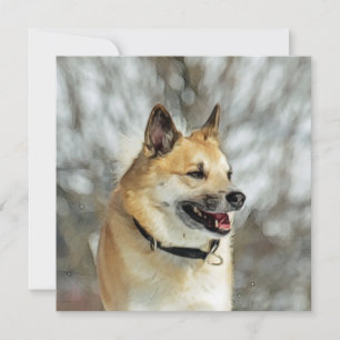 Berger islandais 019