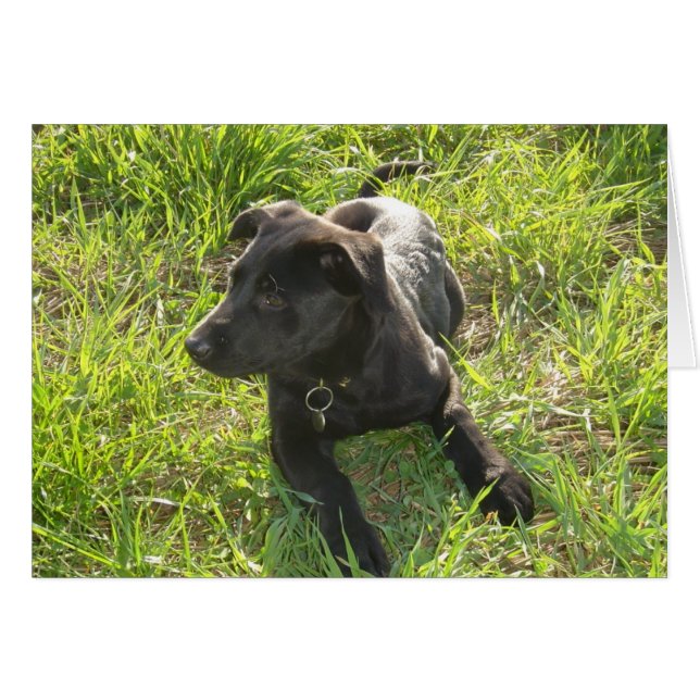 Berger noir allemand laqué (Devant horizontal)