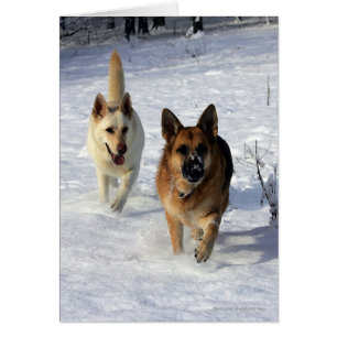 Bergers allemands en courant dans la neige