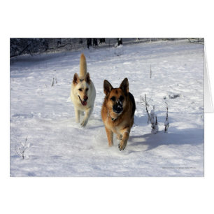 Bergers allemands en courant dans la neige