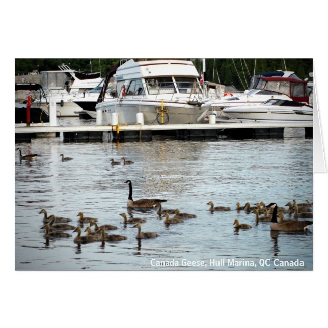 Bernaches du Canada avec des bébés au Hull Marina  (Devant horizontal)