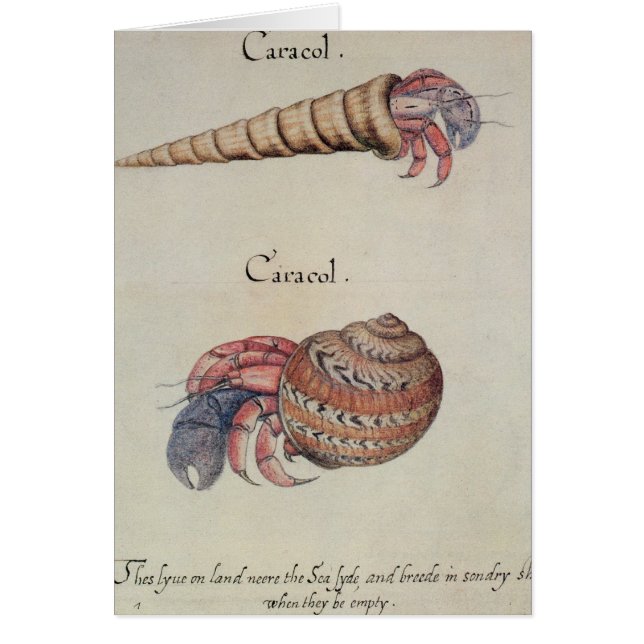 Bernard l'ermite (Devant)