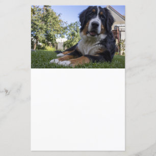 bernèse chien de montagne déposer le deuxième papi