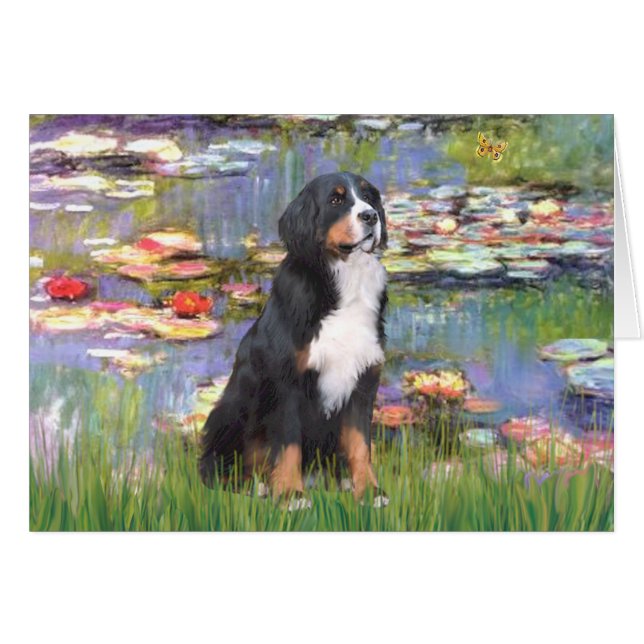 Bernese - Lilies 2 (Devant horizontal)