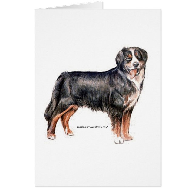 Bernese Mountain Dog (Devant)