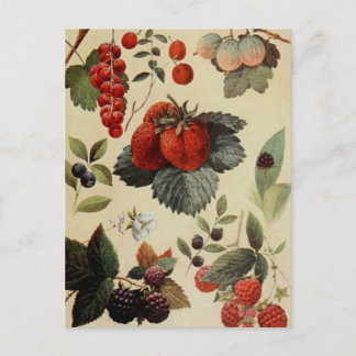 BERRIES BERRIES carte postale