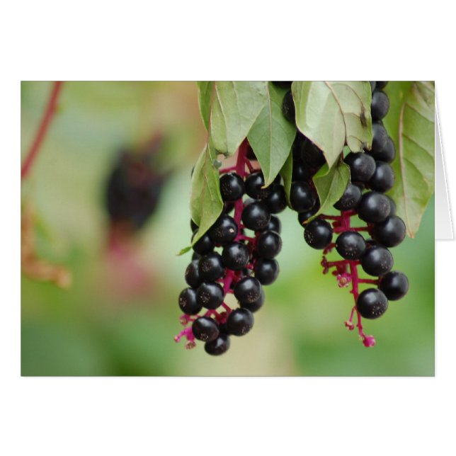 Berries de Pokeweed (Devant Horizontal)