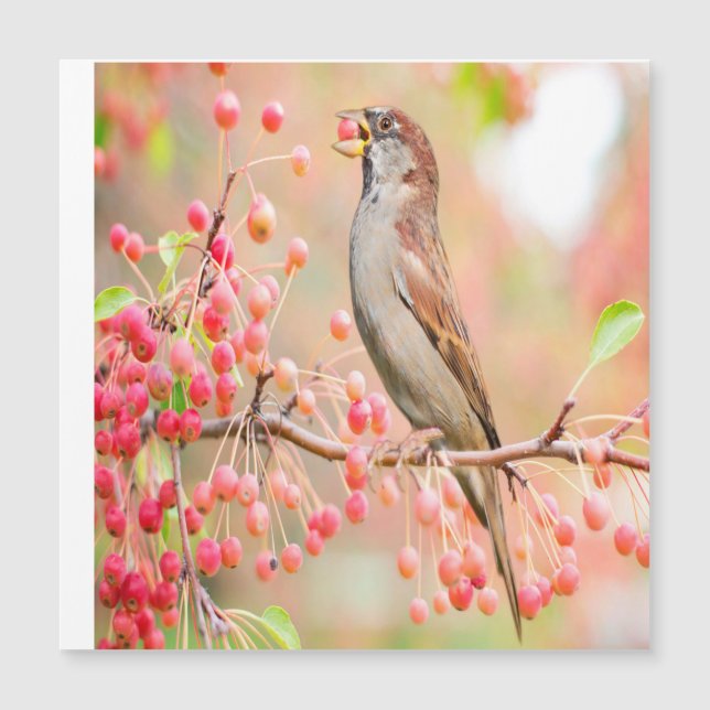 Berries de printemps pour manger des oiseaux (Devant)