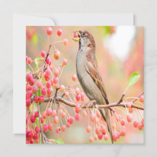Berries de printemps pour manger des oiseaux