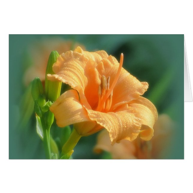 Bertie Blooms - Daylily (Devant horizontal)