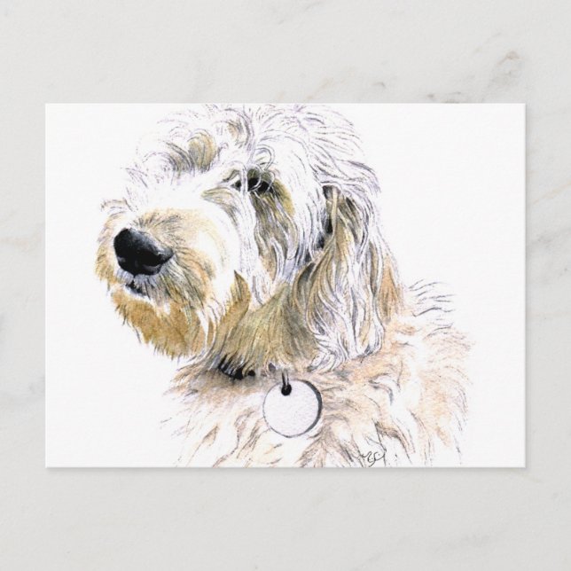 Beurre la carte postale Labradoodle (Devant)