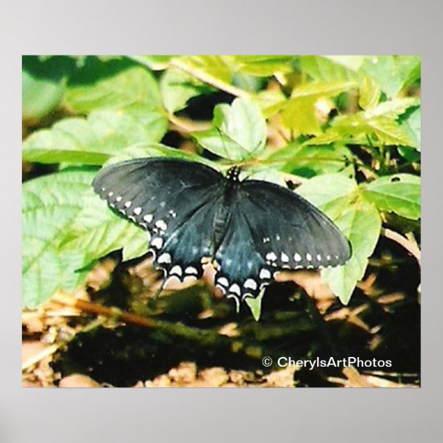 Beurre noir blanc Swallowtail Affiches photo (Devant)