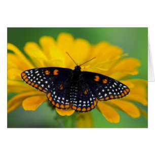 Beurre-tache Baltimore À damiers