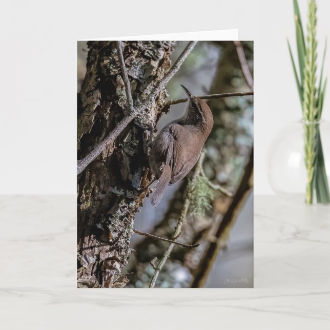 Bewicks Wren Carte de remerciements (Devant)