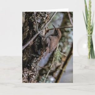 Bewicks Wren Carte de remerciements