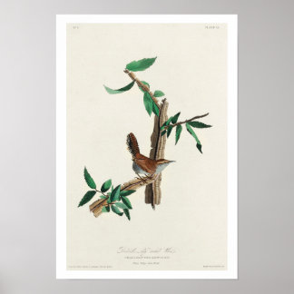 Bewick's Wren par Audubon Poster