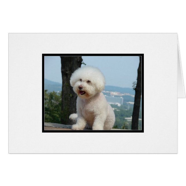 Bichon Frise (Devant horizontal)