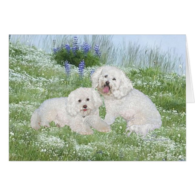 Bichon frisé Bluebonnets (Devant horizontal)