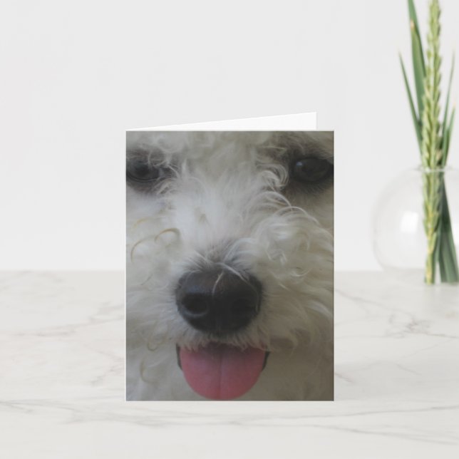 Bichon Frise - Carte pour notes (Devant)
