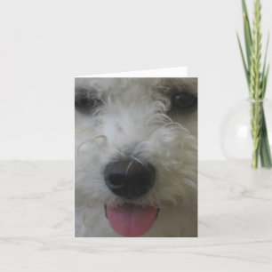 Bichon Frise - Carte pour notes