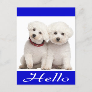 Bichon Frise Chien Chien Chien Bonjour Carte de po
