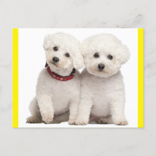 Bichon Frise Chien Chien Chien Vierge Carte postal