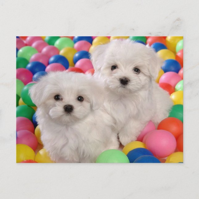 Bichon Frise Chien Chien Chien Vierge Carte postal (Devant)