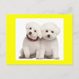 Bichon Frise Chien Chien Noir Carte de poste de vo