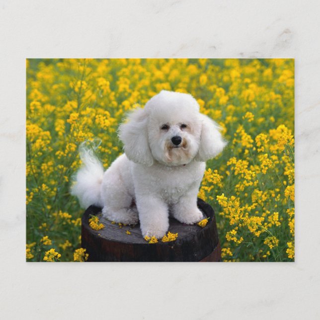 Bichon Frise Chien Chien Noir Carte de poste de vo (Devant)